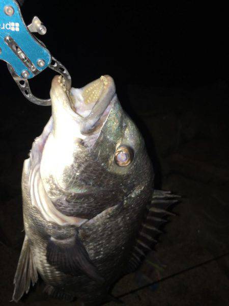 年なしノッコミ