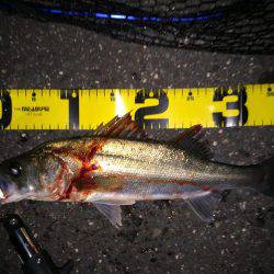 四日市周辺シーバス