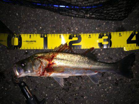 四日市周辺シーバス