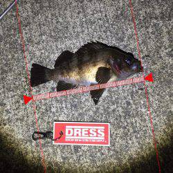 メバルプラッキング好調！