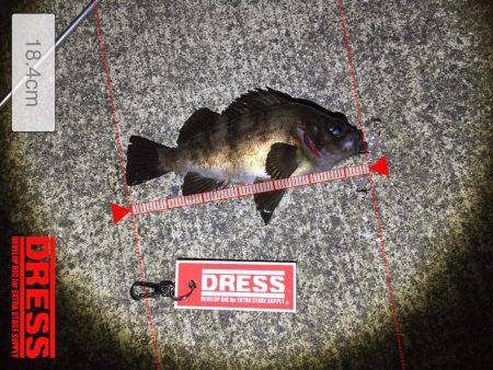 メバルプラッキング好調！