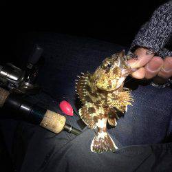 強風メバリング