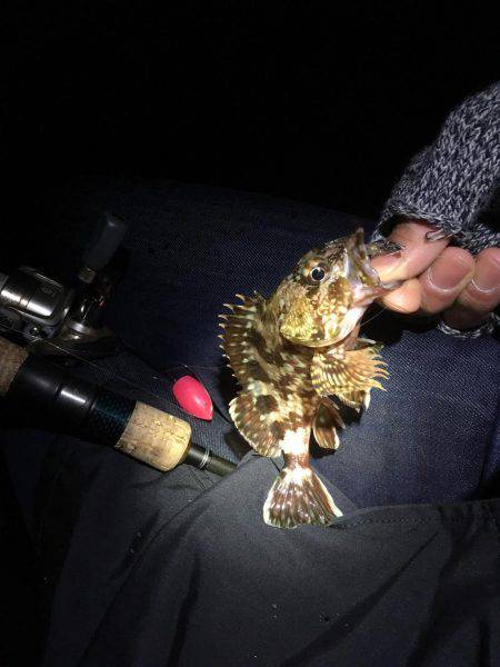 強風メバリング