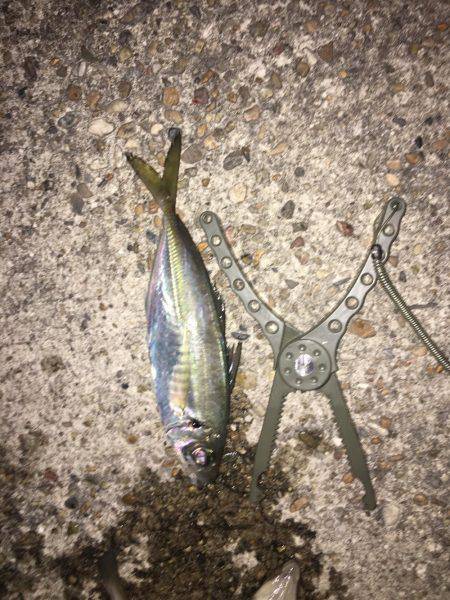 でかアジきた〜