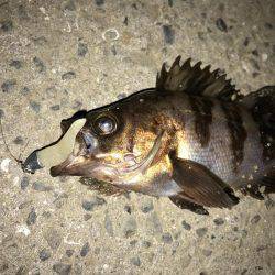 ライトワインドで嬉しい1匹!