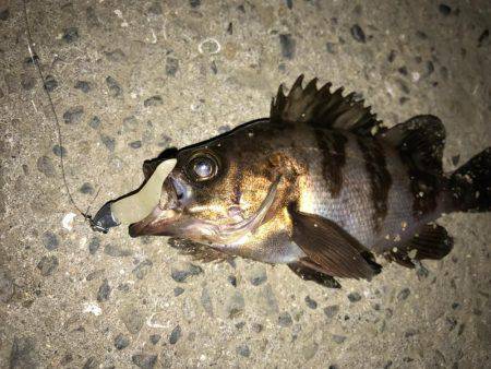 ライトワインドで嬉しい1匹!