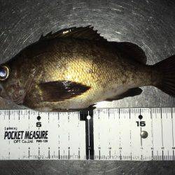 明石周辺メバリング