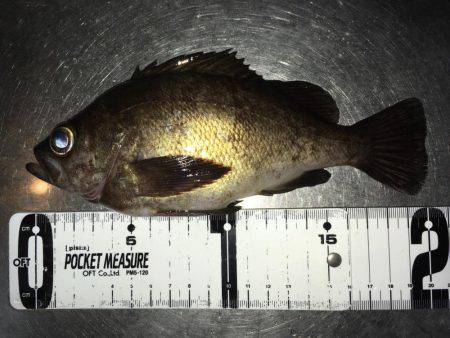 明石周辺メバリング