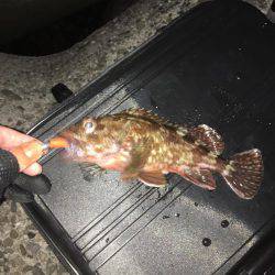 ガシリンクからのメバリング