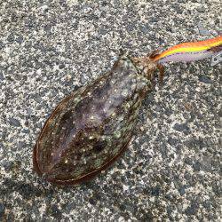 3時から7時までエギング