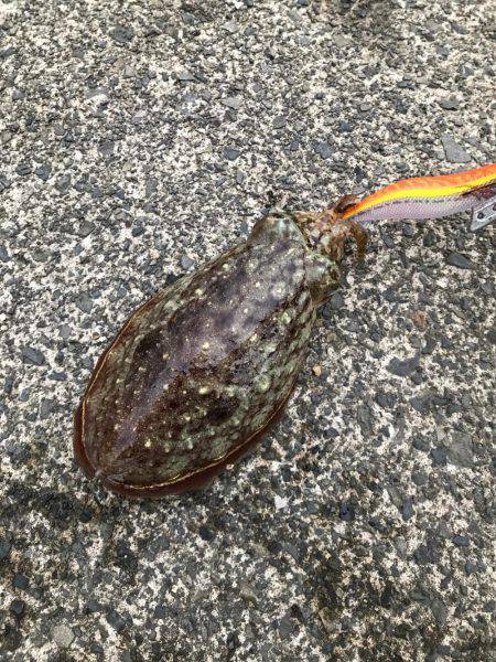 3時から7時までエギング