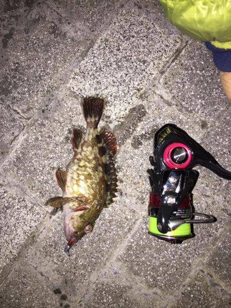 アジ探しメバリング