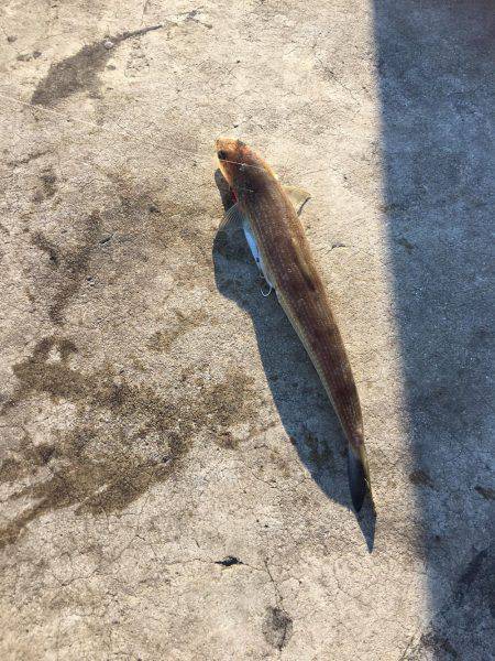 二週連続の雑賀先