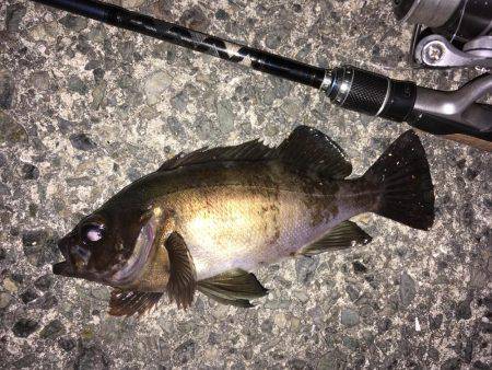 ナイトゲーム メバリング