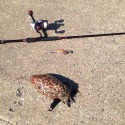 まったりエギング