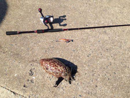 まったりエギング