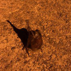 姫路でメバリング