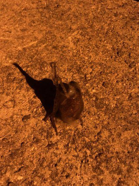 姫路でメバリング