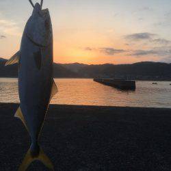 初にお目にかかった青物！