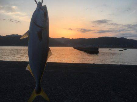 初にお目にかかった青物！