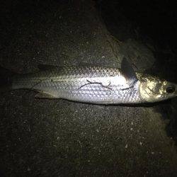 神崎川シーバス調査の旅