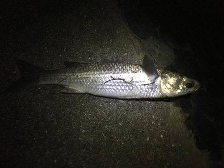 神崎川シーバス調査の旅