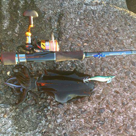 アオリイカ エギング