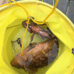 狙い通り!?アコーペーン。