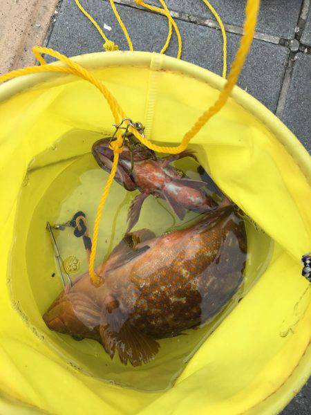 狙い通り！？アコーペーン。