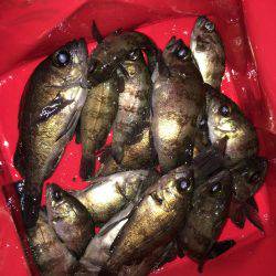 漁港で数釣りメバリング