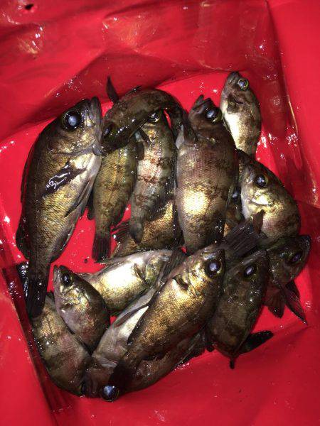 漁港で数釣りメバリング