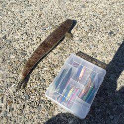 サゴシとエソフェスタ