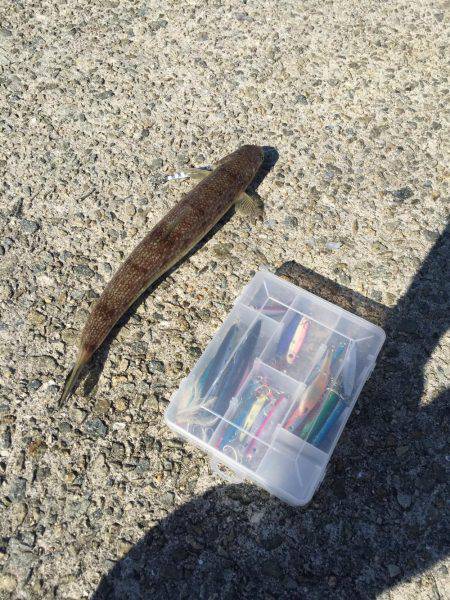 サゴシとエソフェスタ