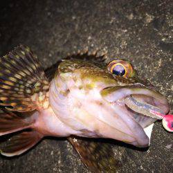 良型メバル爆釣