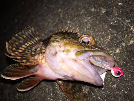 良型メバル爆釣