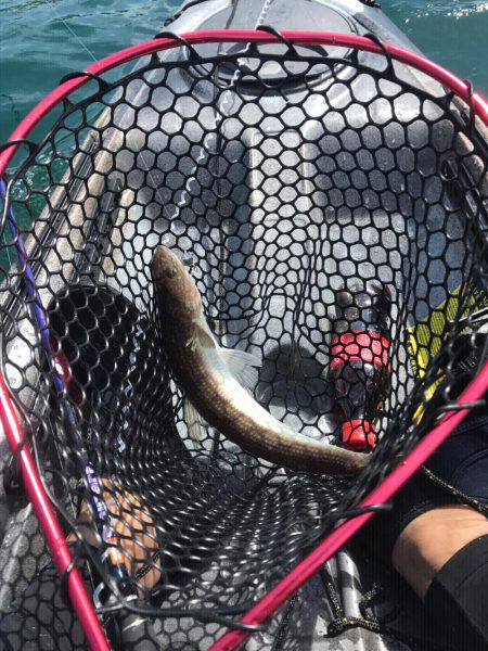 カヤックで単独釣行