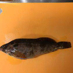 アコウ釣りのはずが···