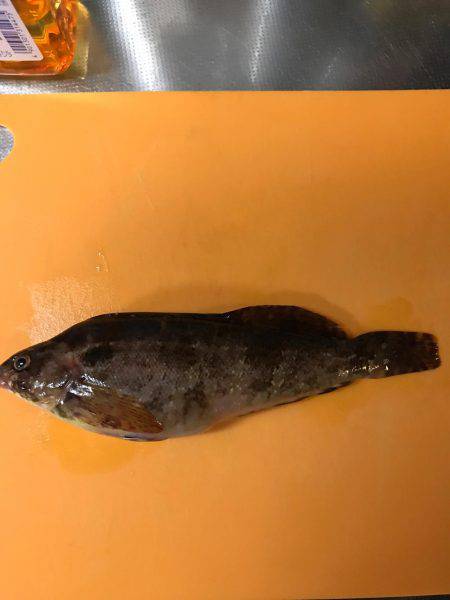 アコウ釣りのはずが···