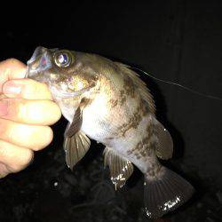 大潮大満足釣行！！昨日に引き続き大潮メバリング！！