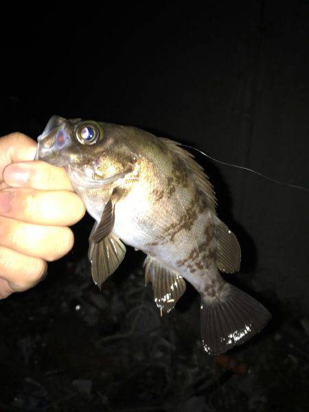 大潮大満足釣行！！昨日に引き続き大潮メバリング！！