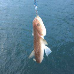 今日はエソも。