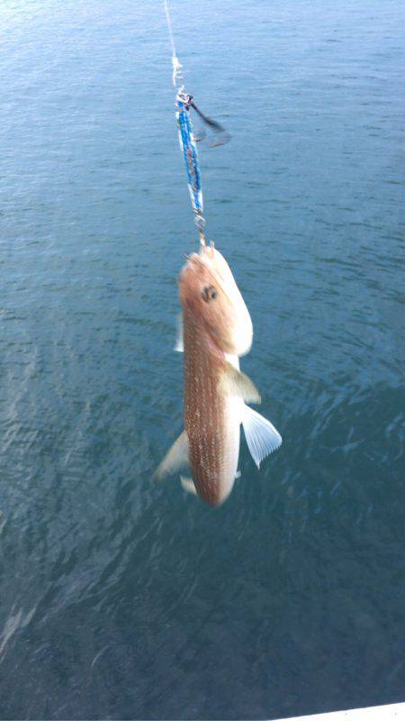 今日はエソも。