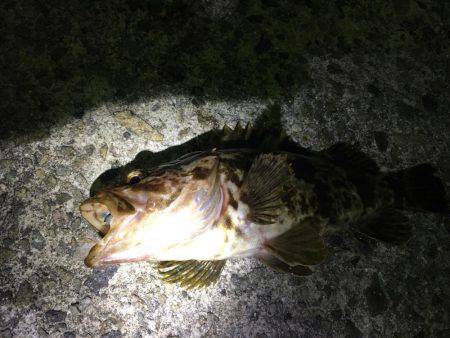 メバリング釣行