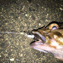 チヌに振られて