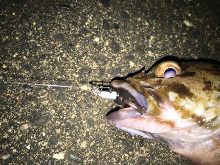 チヌに振られて