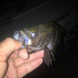 良形のメバル釣れました！