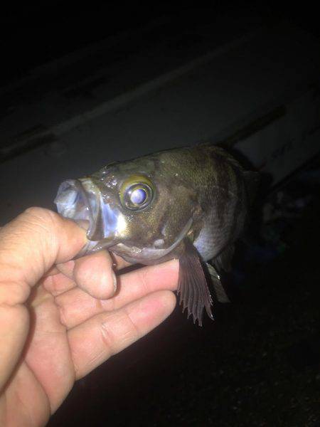 良形のメバル釣れました！