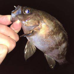 雨上がりメバリング