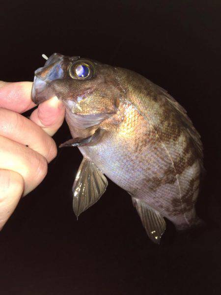 雨上がりメバリング