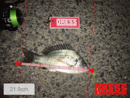 テクトロでキビレ